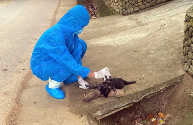 Nhân viên y tế lấy mẫu con chó tấn công người. lay-mau.png