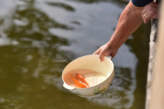 Thả cá chép Tết ông Công ông Táo: Để cá được sống