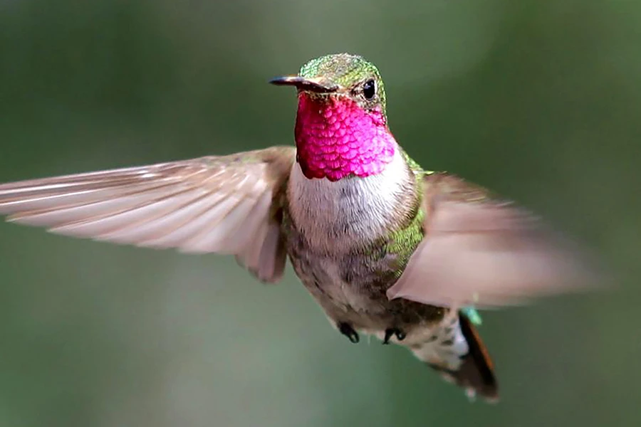 Thán phục 8 động vật sở hữu "siêu năng lực" đặc biệt nhất TG