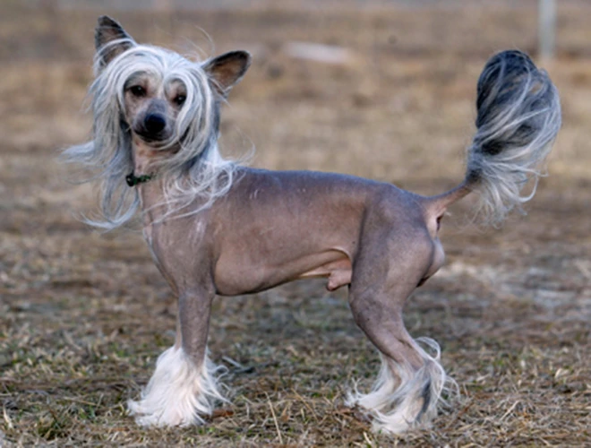 Top động vật xấu đau xấu đớn nhưng giá “chát” bất ngờ 