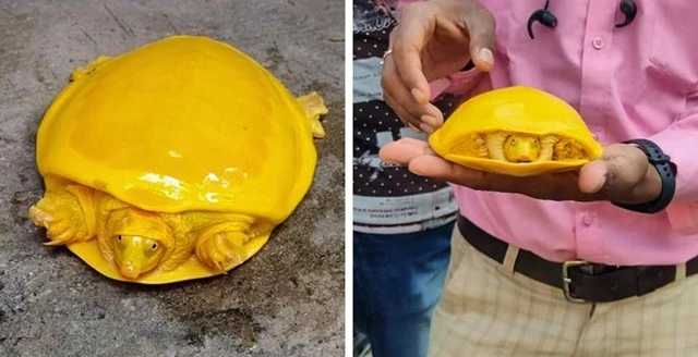 Những loài động vật độc dị, vừa đáng yêu vừa lạ lẫm