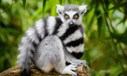 Trong tiếng Latin, từ lemur (vượn cáo) có nghĩa là ghost (ma quỷ). Một đặc điểm khác khiến loài vượn cáo giống ma quái là khi chiếu ánh đèn vào đôi mắt của loài động vật này lúc ban đêm sẽ phản chiếu ra ánh sáng giống như mắt của loài mèo, một số loài vượn cáo còn phát ra ánh sáng màu cam.