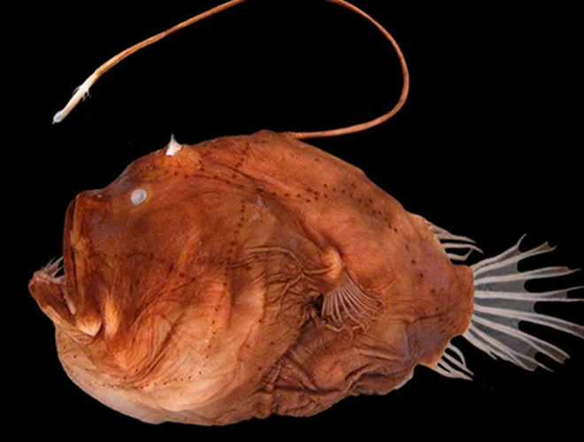 Kinh ngạc những loài cá dị hình nhất hành tinh ẩn sâu dưới đáy biển