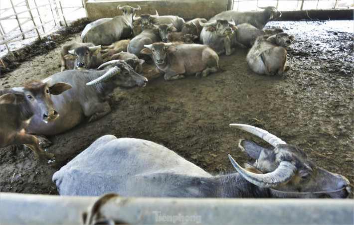 "Mỗi kg thịt trâu có giá 100.000 đồng nhưng nay chỉ khoảng 65.000 đồng. Thị trường khó khăn trong khi giá thức ăn, giống ở mức cao nên trang trại đang bù lỗ. Tuy nhiên về lâu dài, mô hình nuôi trâu vẫn là hướng đi mới, mang lại kinh tế cao", ông Thông lý giải.