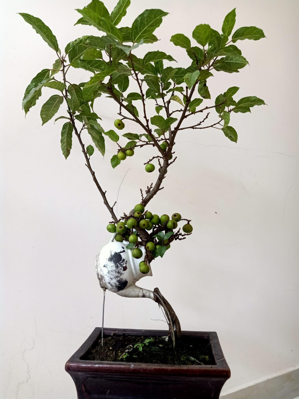 Sở hữu thế độc đáo, cây sung từng được trả giá cao nhưng chủ nhân vẫn từ chối bán. Ảnh: Facebook