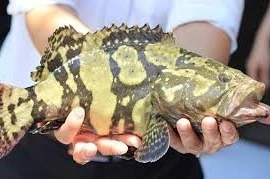 Khánh Hòa làm chủ công nghệ giống cá mú Trân Châu