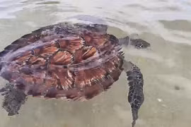 Thả Vích quý hiếm và rùa con về biển Lâm Đồng