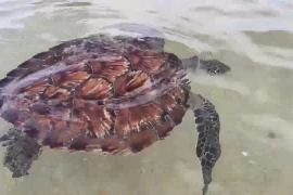 Thả Vích quý hiếm và rùa con về biển Lâm Đồng