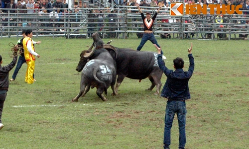 Cận cảnh cuộc chiến nảy lửa ở Lễ hội chọi trâu