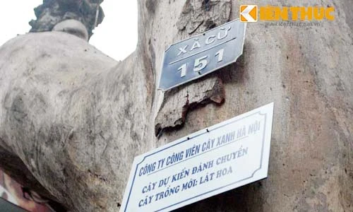 Hài hước cây chết khô vẫn còn... xin ý kiến dân