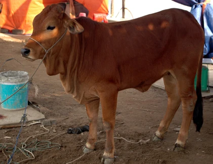 Hàng trăm con bê bị xẻ thịt phục vụ khách du xuân chợ Viềng