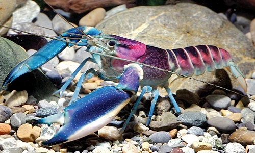 Tôm khổng lồ ngoài hành tinh có tinh vân vũ trụ trên vỏ