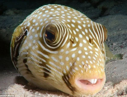 Thám hiểm đa dạng sinh vật vùng biển Đỏ Ai Cập