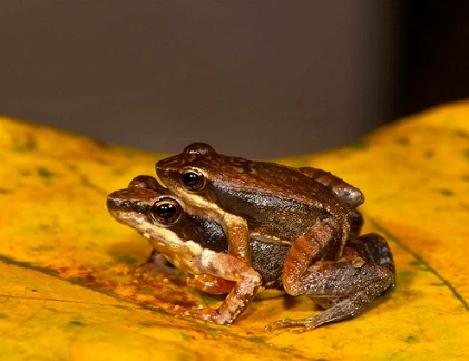 Tuyệt chiêu tán tỉnh mùa giao phối của ếch