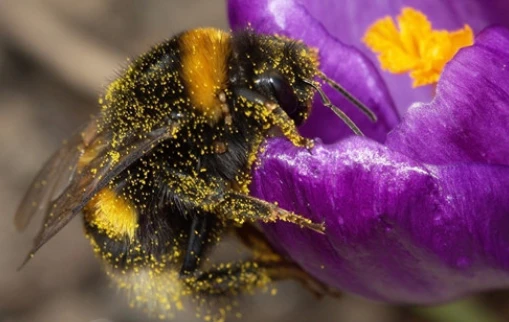 Ong vò vẽ và những khám phá sửng sốt về thế giới ong