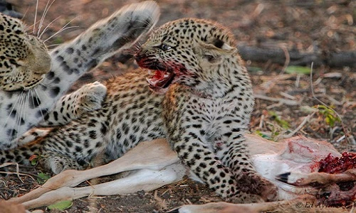 Hành trình săn mồi đẫm máu của mẹ con báo đốm