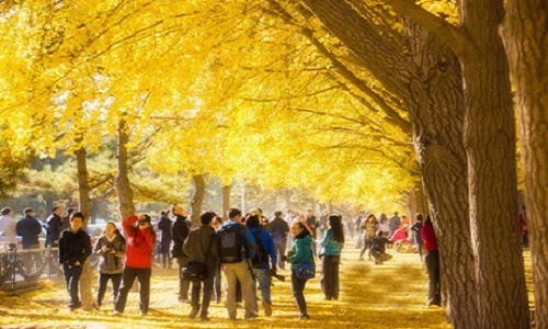 Điểm loạt cây xanh đô thị Trung Quốc ấn tượng nhất