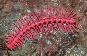 Top động vật lạ độc đáng sợ, chỉ ước không có trên Trái đất