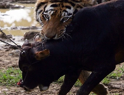 Quái chiêu săn mồi đẫm máu của chúa sơn lâm (12)