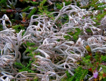 Điểm mặt thực vật sống dai nhất hành tinh