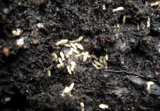 Khi động vật xài "mạng xã hội, wifi"... đỉnh cao, người còn phải phục