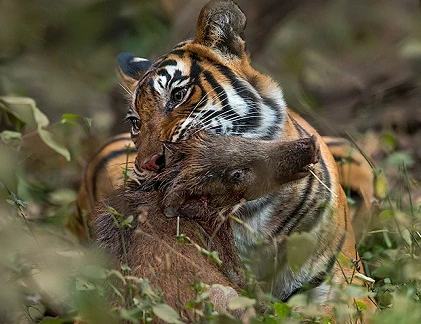 Quái chiêu săn mồi đẫm máu của chúa sơn lâm (9)