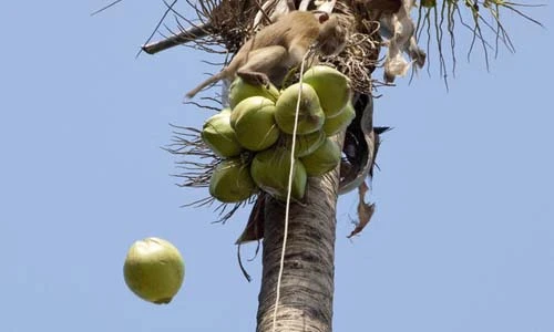 Những thứ quanh ta gây chết người nhiều hơn cá mập (2)