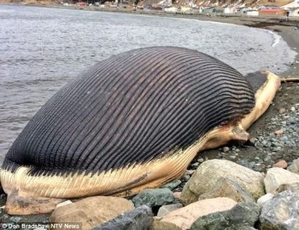 Lo ngại xác cá voi khủng 60 tấn phát nổ ở Canada