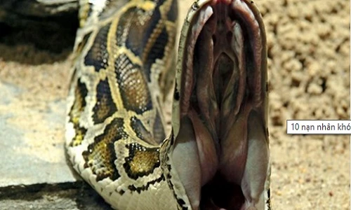 Hãi hùng trăn khổng lồ xơi tái các "nạn nhân" bất đắc dĩ