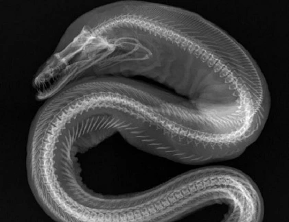 Bất ngờ với loài thủy quái qua lăng kính X-quang 