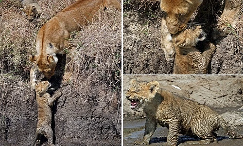 Cảm động xem sư tử mẹ cứu con thoát khỏi vũng lầy