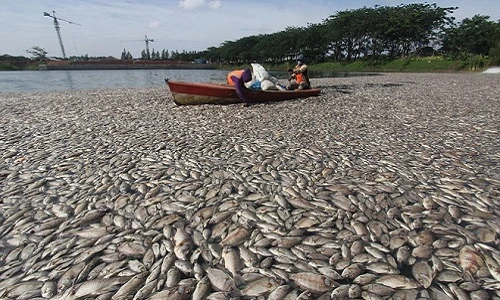 Kinh hoàng hàng trăm tấn cá chết bí ẩn, nổi trắng 