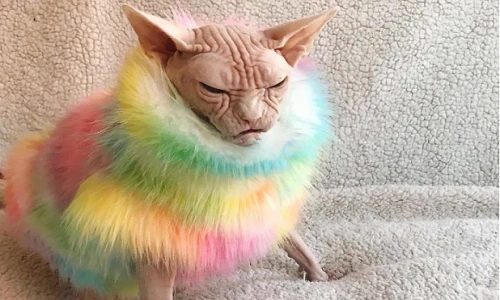 Ảnh “nhan sắc” chú mèo “xấu nhất hành tinh“