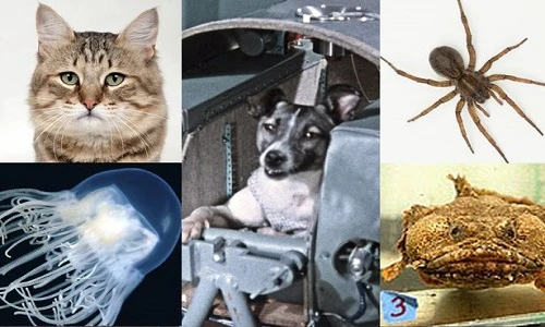 Những con vật hy sinh tính mạng vì bay vào vũ trụ