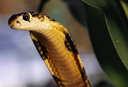 Động vật "tử thần" sợ gì?