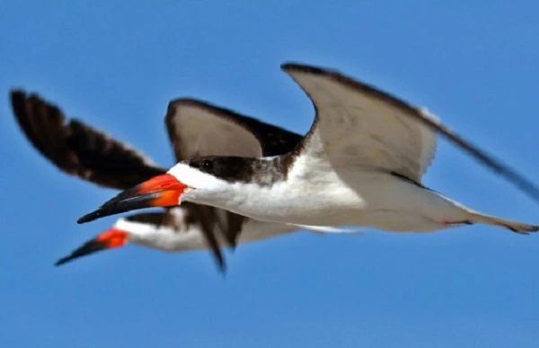 Những cái mỏ kỳ dị gây sốc của chim