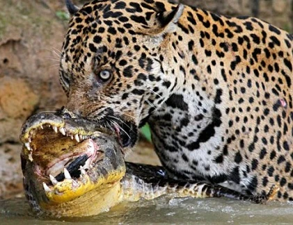 Những trận chiến đẫm máu của động vật (19)