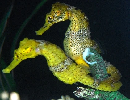 Động vật và những tập tính giao phối có 1-0-2