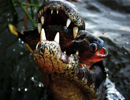 Cận cảnh cú đớp chết chóc của cá sấu khủng (11)