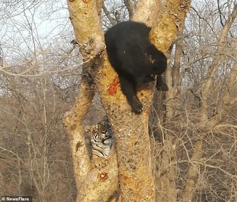 Hổ trẻ "đua đòi" trêu tức gấu đen và kết đắng