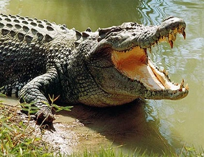 Những bí ẩn đáng kinh ngạc về động vật 