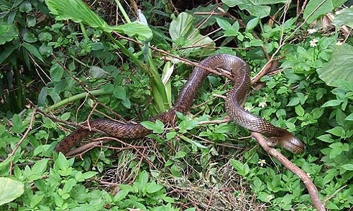 Những loài vật sống sót nhờ... mùi hôi kinh dị