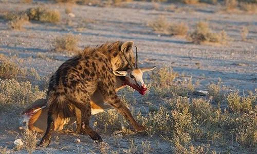 Hãi hùng cuộc chiến đẫm máu của linh dương và linh cẩu