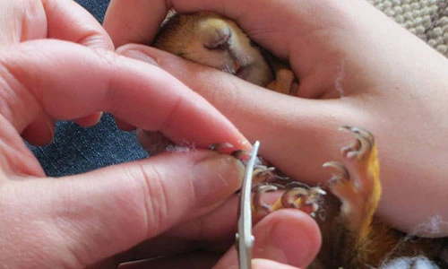 Cuộc sống như mơ của sóc con bên gia đình ân nhân 