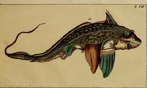 Chết khiếp với hình cá mập kỳ quái trong sách cổ