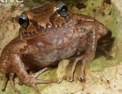 Giáp mặt các loài ếch cực dị vùng Haiti