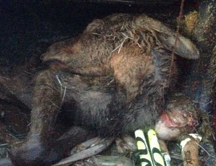 Nai sừng tấm mẹ đẻ rơi sau tai nạn kinh hoàng