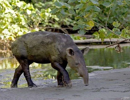 Lạ lùng lợn có vòi như voi, đến từ tiền sử