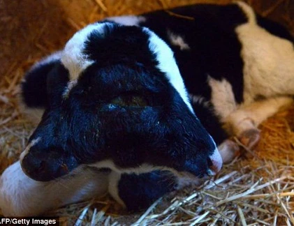 Bê bị biến dạng với hai đầu kỳ quái