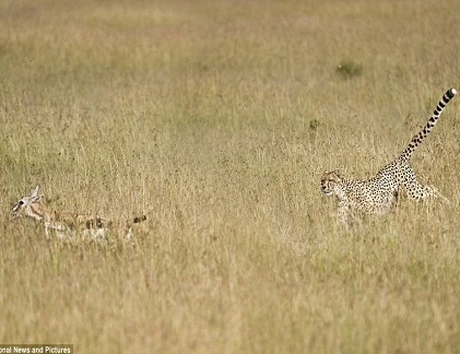 Báo tuyết tàng hình chộp linh dương